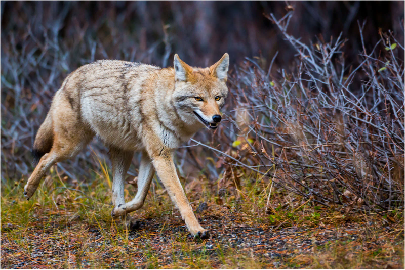 Illustration for article titled Wednesday Woof - Canis latrans Edition